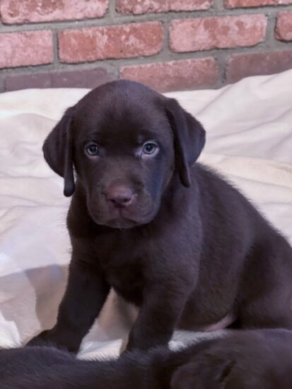 available English Labrador CA