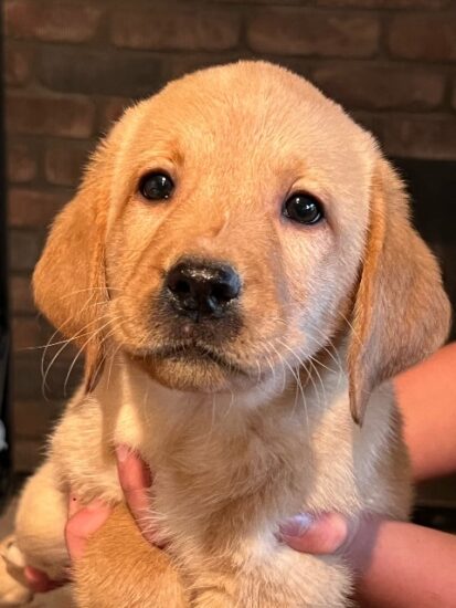 Labrador Puppy Available CA