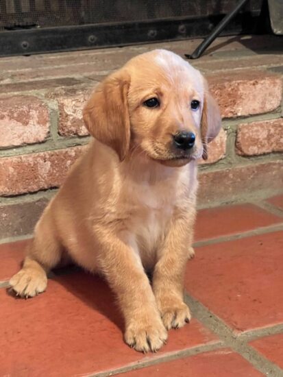 Labrador Puppy Available CA