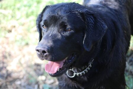 Available English Labrador CA