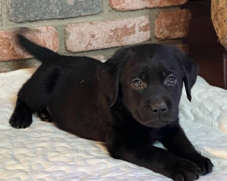 Available English Labrador CA