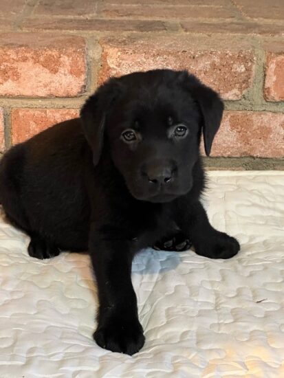 Available English Labrador CA