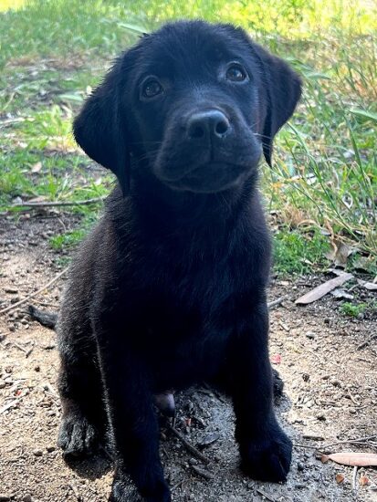 Available English Labrador CA
