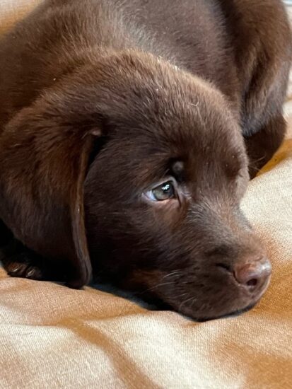 Available English Labrador CA