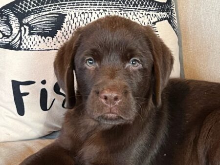 Available English Labrador CA
