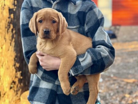 Available English Labrador CA