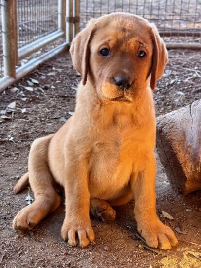 Available English Labrador CA