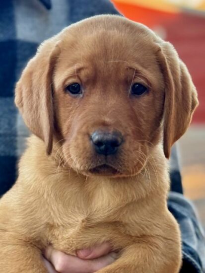 Available English Labrador CA