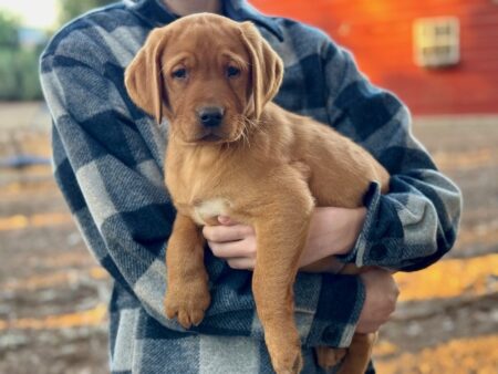 Available English Labrador CA