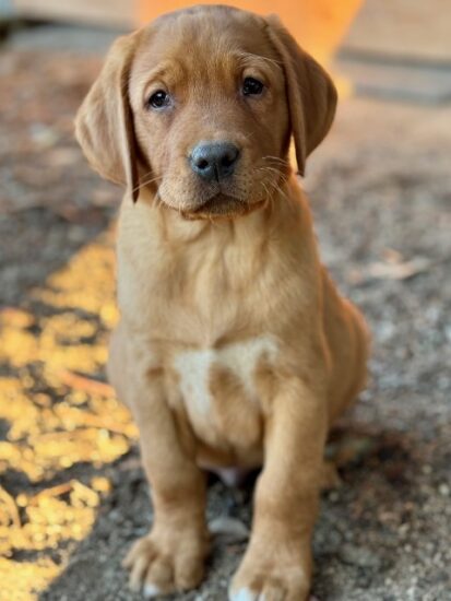 Available English Labrador CA