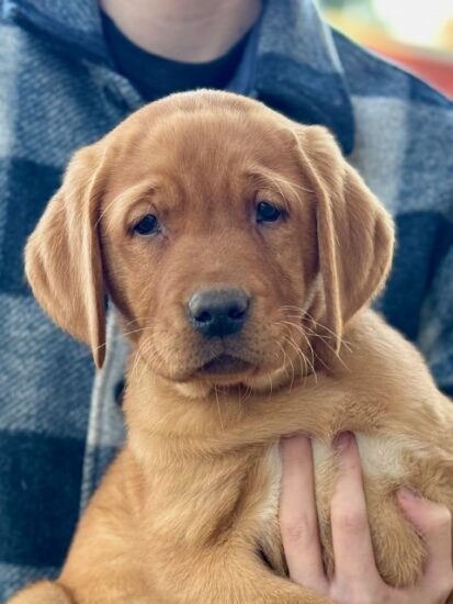 Available English Labrador CA