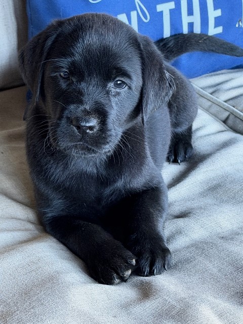 Available English Labrador CA