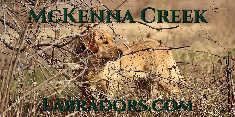 McKenna Creek Labradors