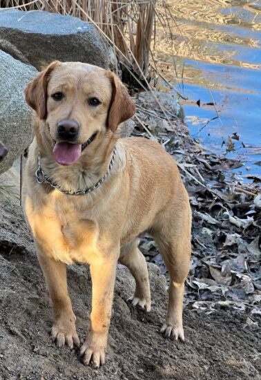 Available English Labrador CA