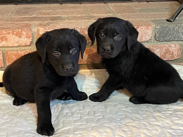 Reed-Griz_Male 1 and 2_3-27-23 | McKenna Creek Labradors