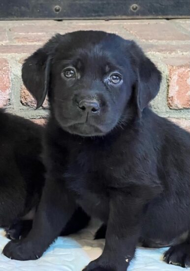 Available English Labrador CA