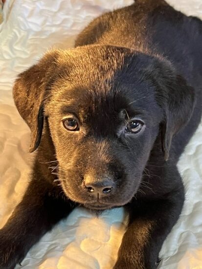Available English Labrador CA