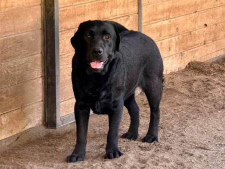 Available English Labrador CA
