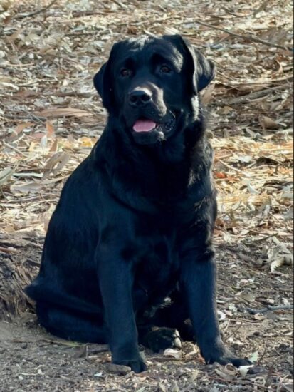 Available English Labrador CA