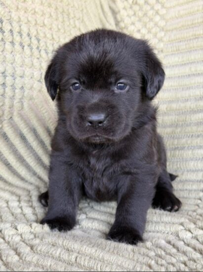 Available English Labrador CA