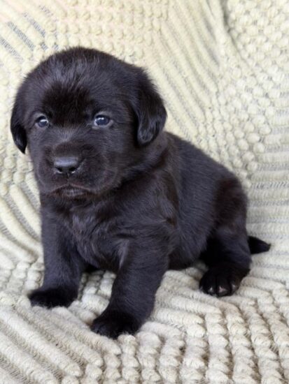 Available English Labrador CA