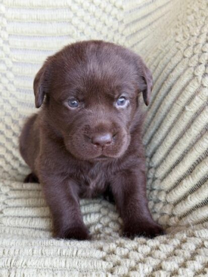 Available English Labrador CA