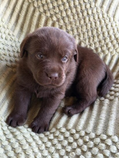 Available English Labrador CA