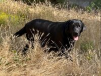 Available English Labrador CA