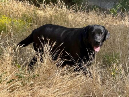 Available English Labrador CA