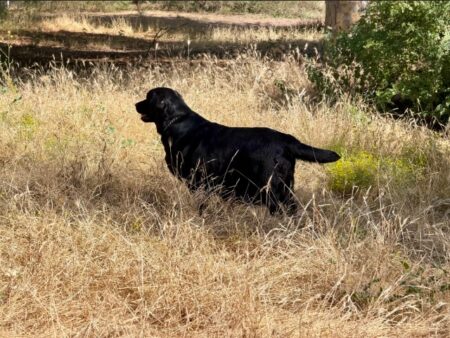 Available English Labrador CA