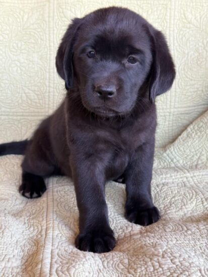 Available English Labrador CA