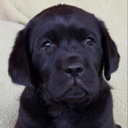 Available English Labrador CA