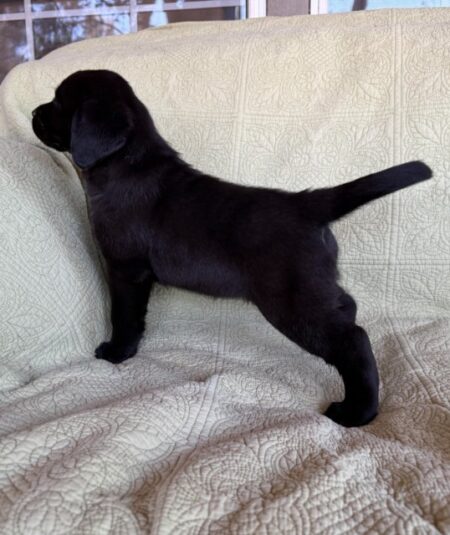 Available English Labrador CA