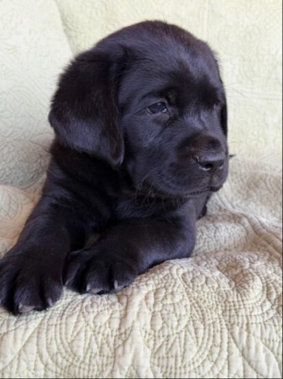 Available English Labrador CA