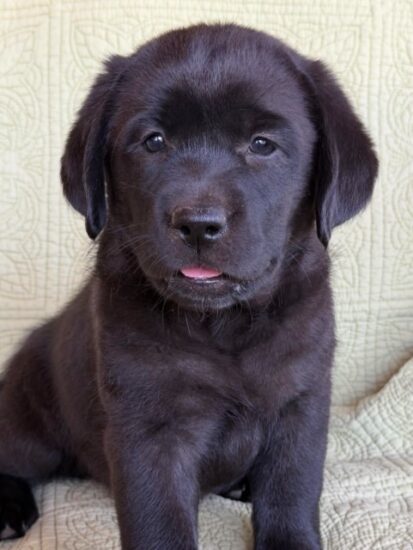 Available English Labrador CA
