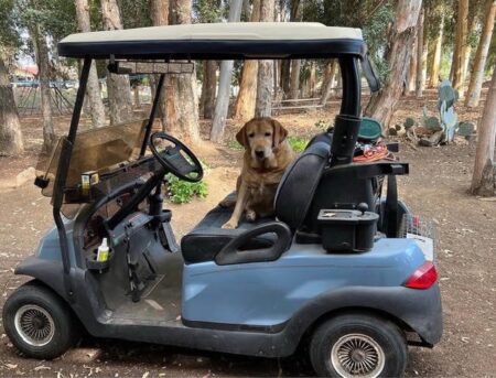 About McKenna Creek Labradors of Riverside CA